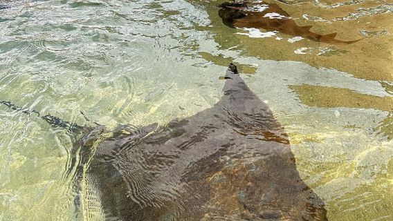 Irukandji Shark & Ray Encounters
