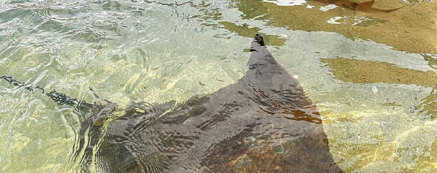Irukandji Shark & Ray Encounters