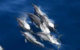 鯨世界賞鯨(花蓮港)