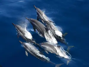 whaleworld Whale Watching Experience in Hualien