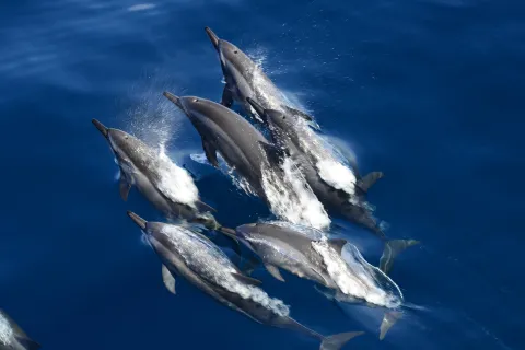 whaleworld Whale Watching Experience in Hualien