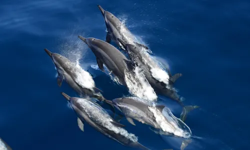 whaleworld Whale Watching Experience in Hualien