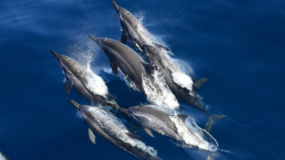 whaleworld Whale Watching Experience in Hualien