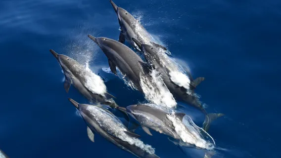 whaleworld Whale Watching Experience in Hualien