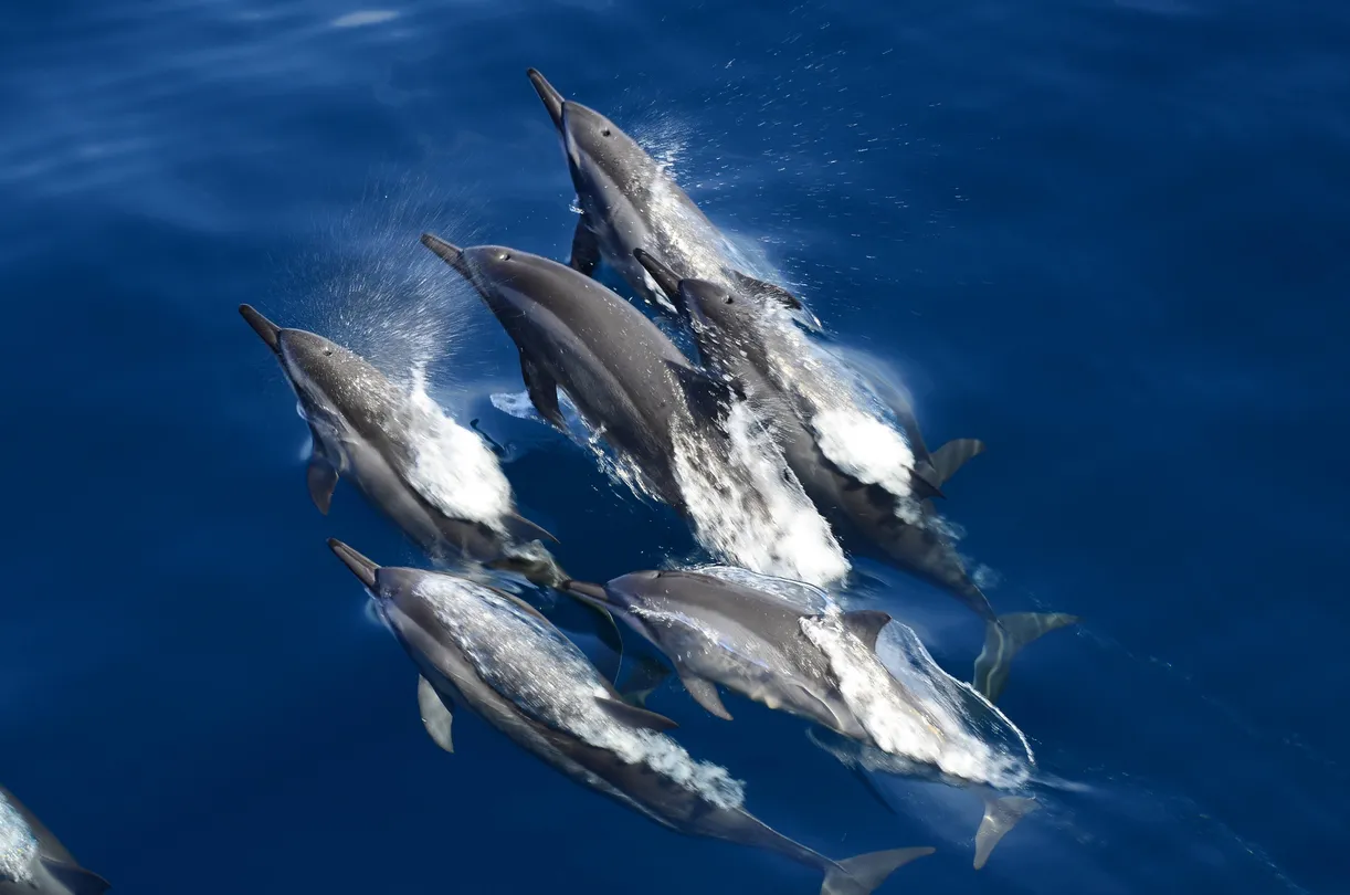 1_whaleworld Whale Watching Experience in Hualien