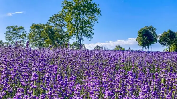 5_上海薰衣草公園
