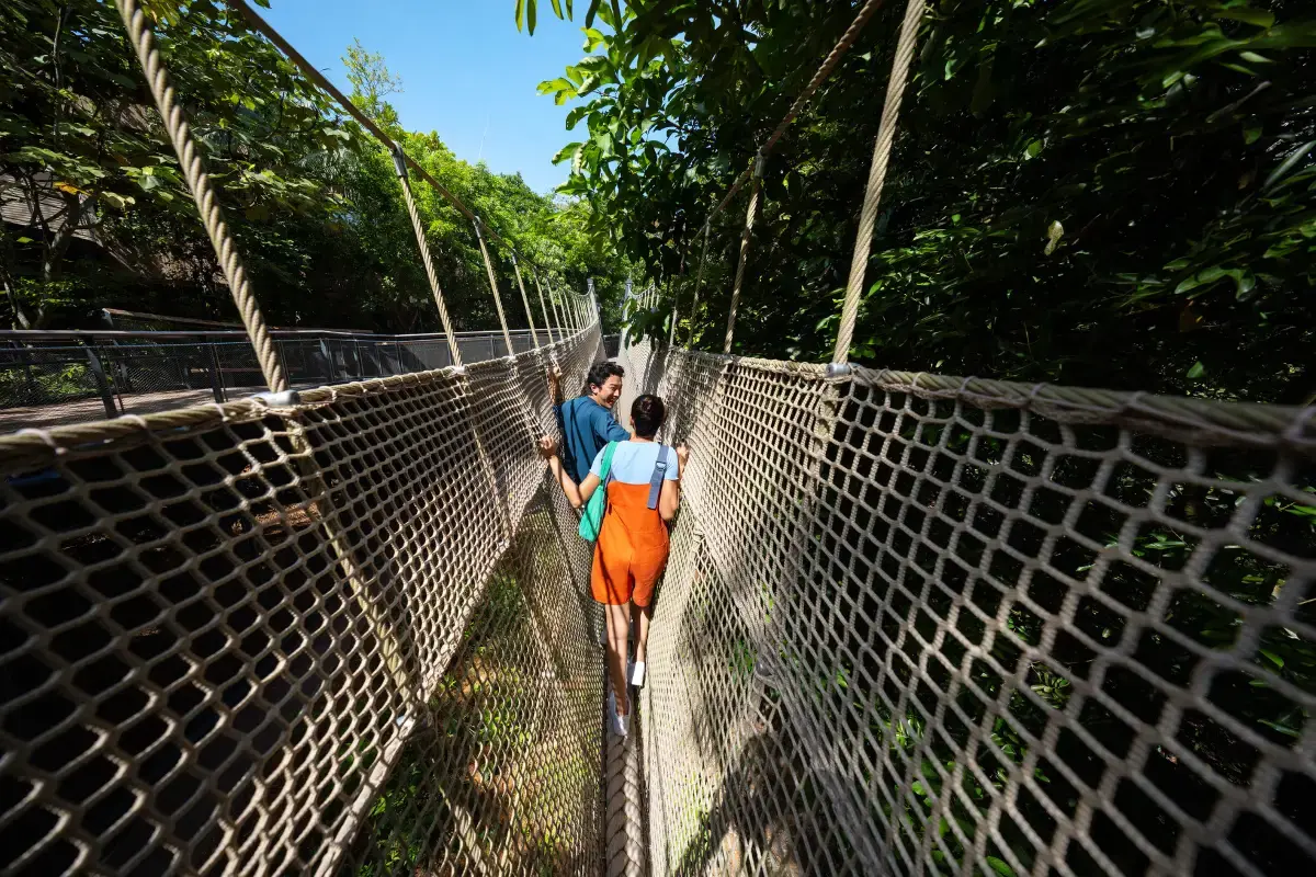 Rainforest Wild Adventure