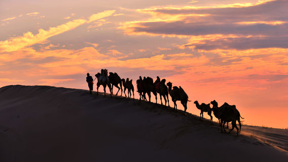 Camel Riding in Tongliao