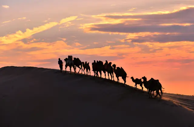 Camel Riding in Tongliao