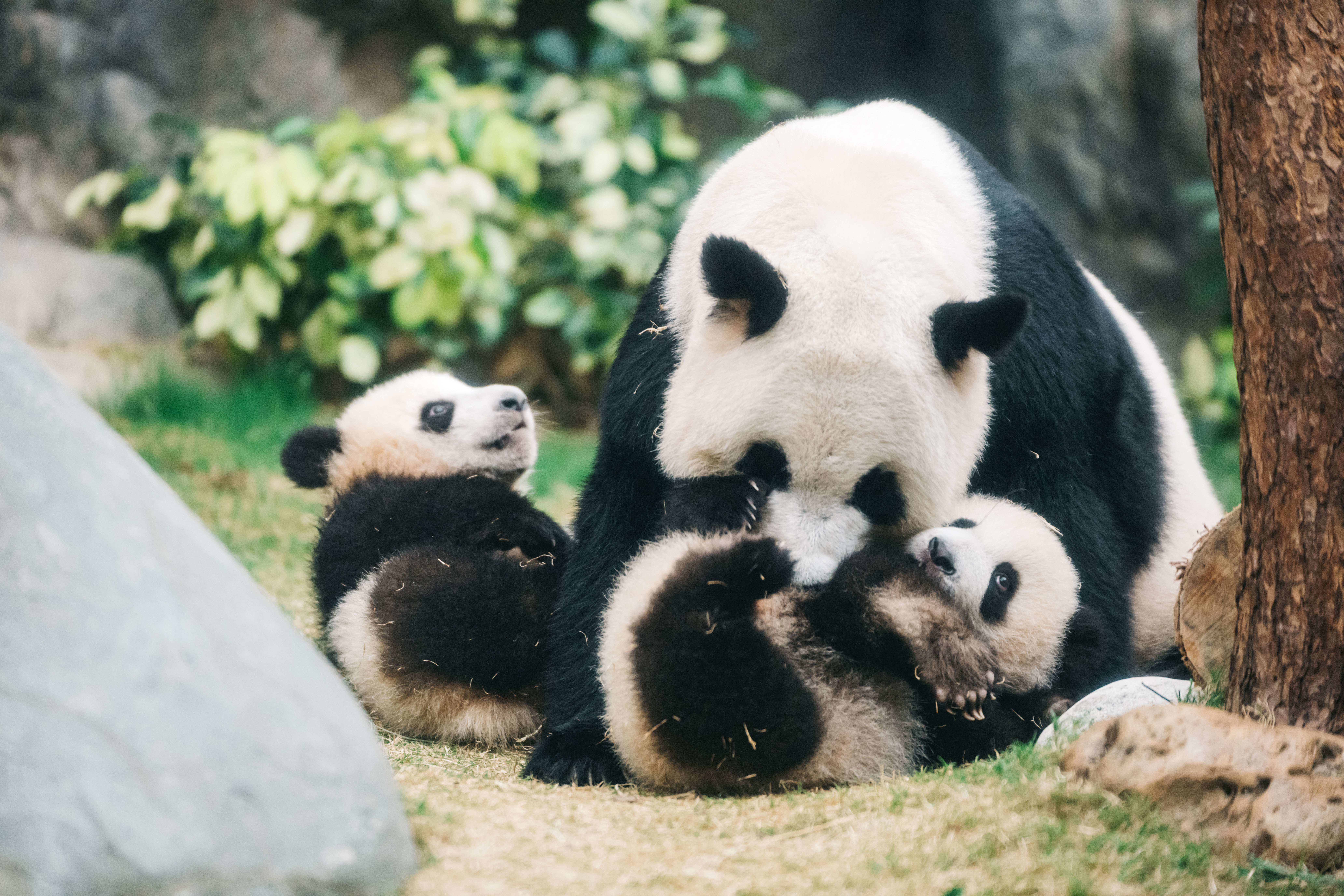 Ocean Park Hong Kong