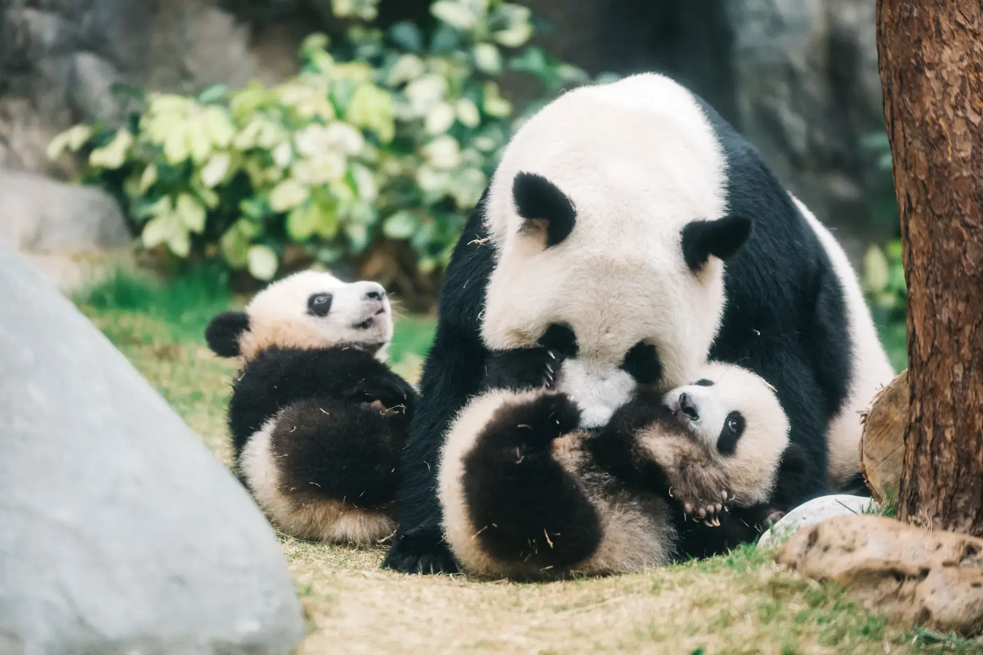 Attractions to See at Ocean Park Hong Kong