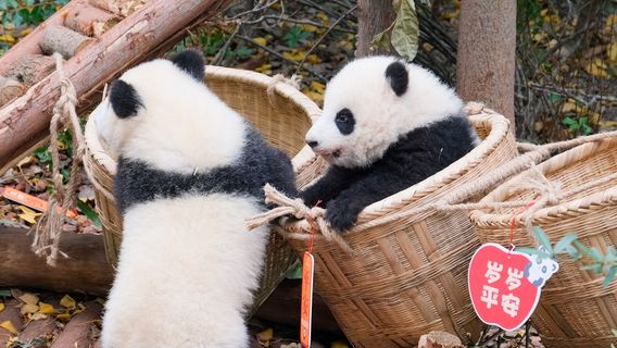 ChengduTours