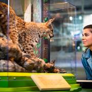 Cultural institutions