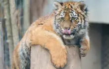 Shanghai Zoo