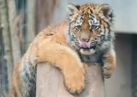 上海動物園