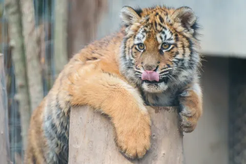 Shanghai Zoo