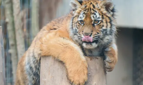 Shanghai Zoo