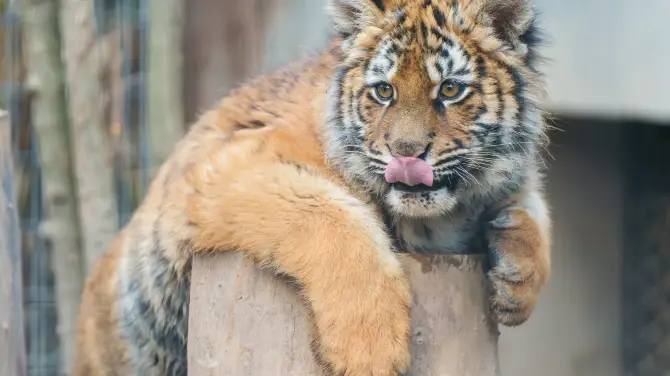 1_Shanghai Zoo