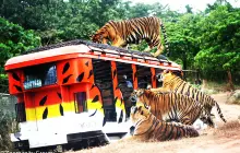 Zoobic Safari