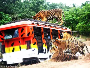Zoobic Safari