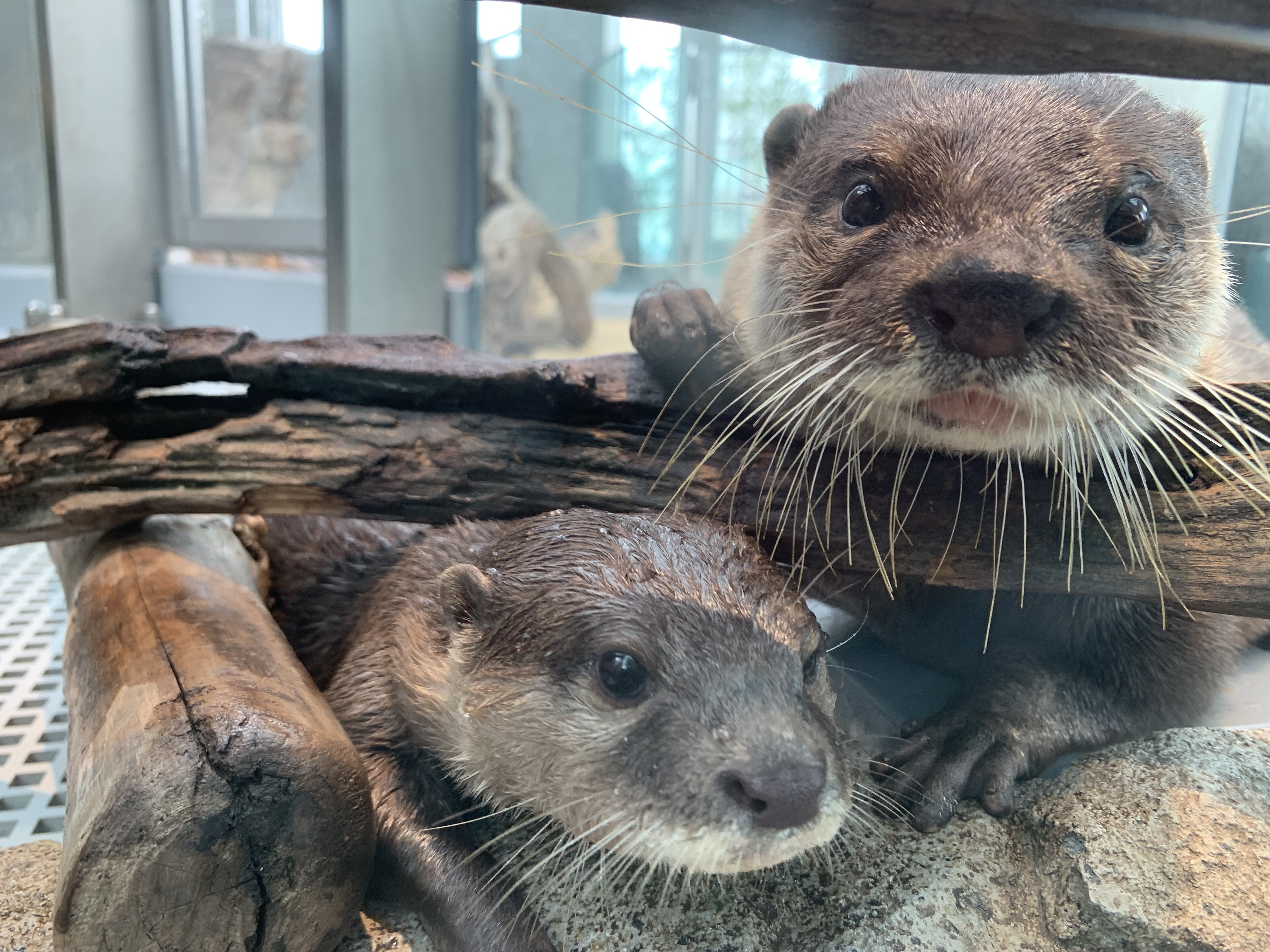 神戸ポートミュージアム AQUARIUM×ART átoa 入場Eチケット＋神戸1日周遊バス乗車券 予約