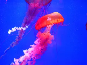 上海海洋水族館