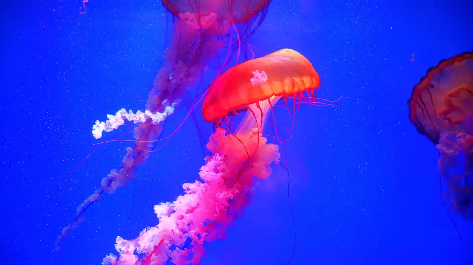 3_Shanghai Ocean Aquarium