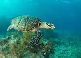 駱馬湖海洋樂園