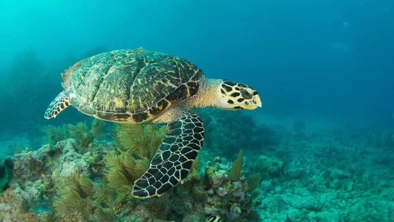 Luoma Lake Ocean Park