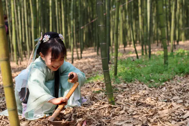 Bamboo Shoot Digging in Liyang