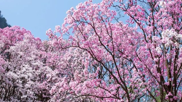Jiuhuang Mountain Scenic Area
