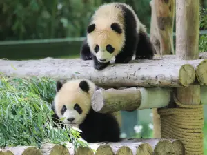 Shanghai Wild Animal Park