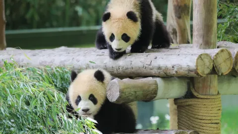 Shanghai Wild Animal Park attraction in Shanghai
