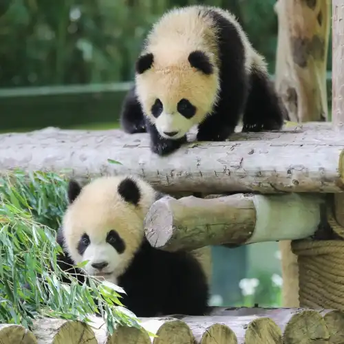 Shanghai Wild Animal Park