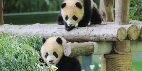 上海野生動物園