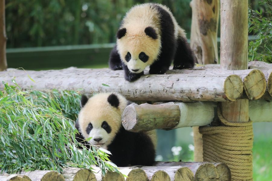 上海野生動物園