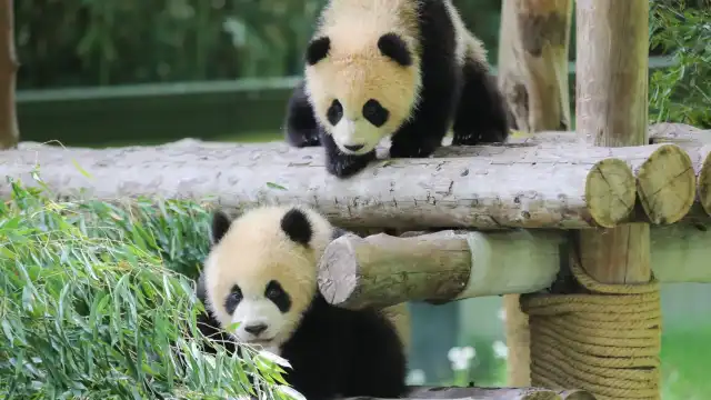 Shanghai Wild Animal Park
