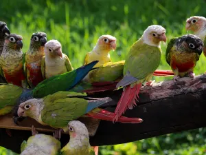 雲南野生動物園