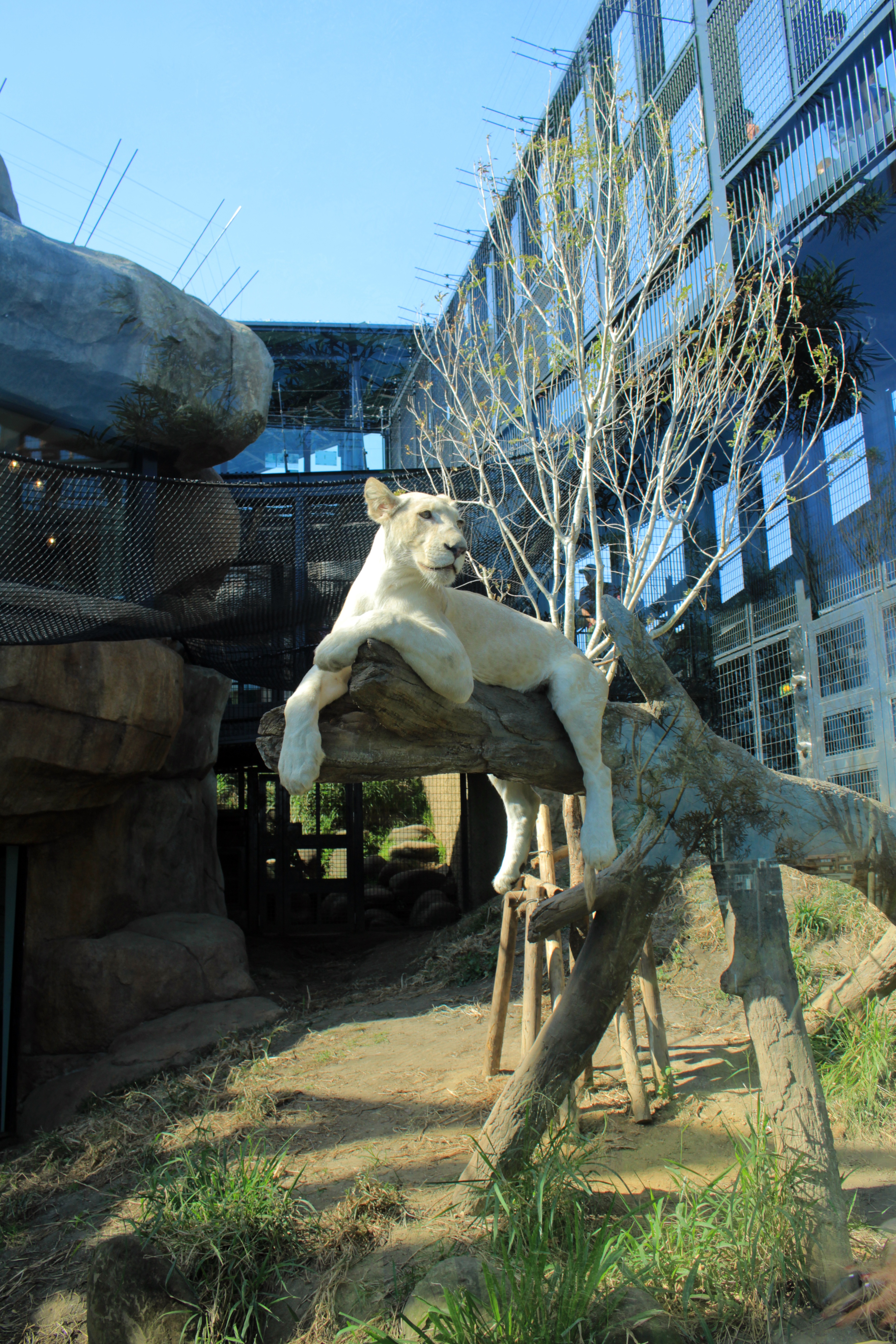 沖縄こどもの国 Okinawa zoo ＆ museum 入場Eチケット 予約