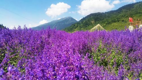 川主寺薰衣草生態園