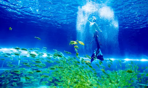 Dionghy Ocean World