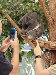 Lone Pine Koala Sanctuary