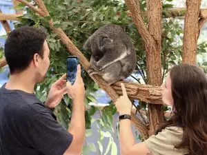 Lone Pine Koala Sanctuary