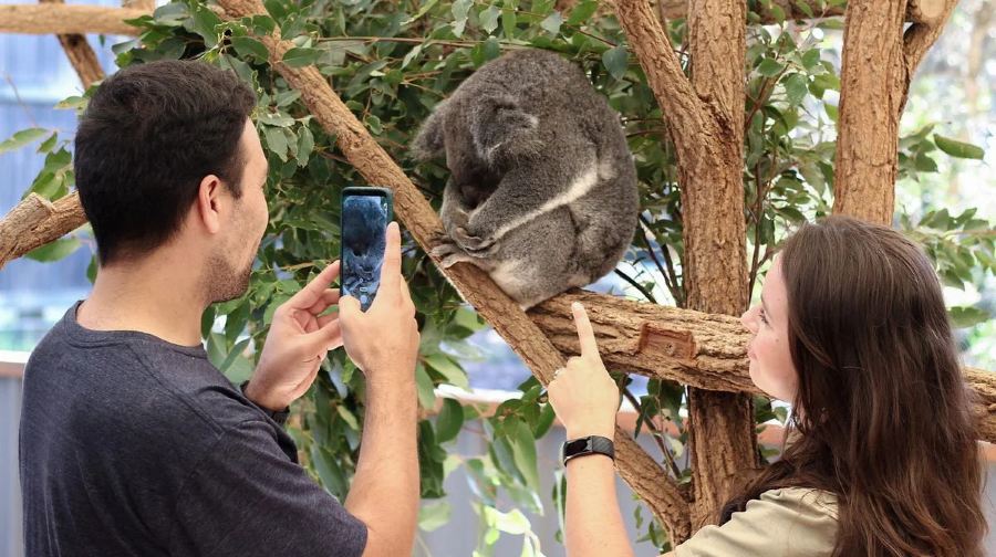 澳洲布里斯本龍柏動物園遊船之旅【含動物園入場門票+單程船票】