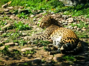 Bifengxia Wildlife Park