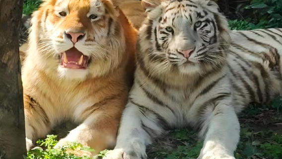 Chongqing Wild Animal World
