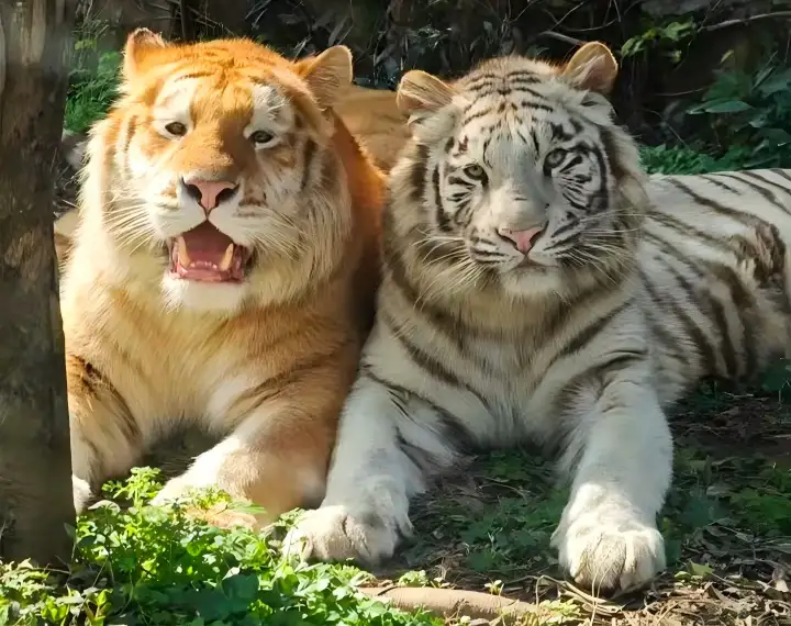 1_重慶野生動物世界