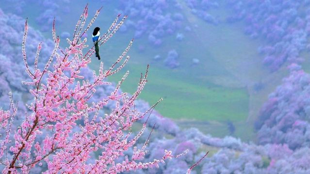 Apricot Blossom Viewing in Ili