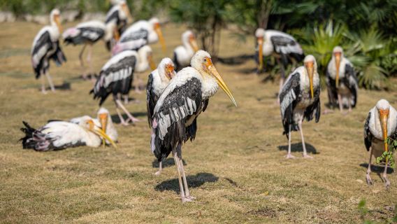 Пакет «3 дня 2 ночи» в отеле «Замок Жирафа» Цинюань: безлимитное посещение «Лесного королевства», шведский стол по желанию, проживание