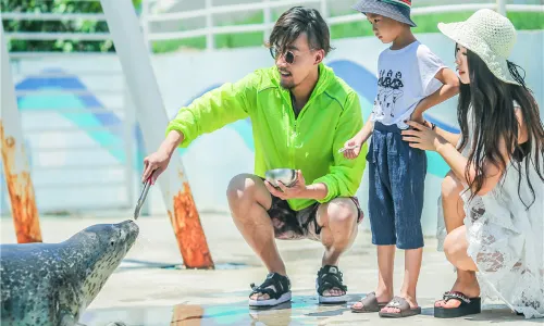 Seal Feeding in Qinhuangdao